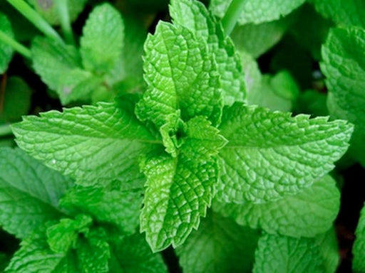 Spearmint, Culinary & Medicinal Herbs, -- BoxGardenSeedsLLC -Culinary/Medicinal Herbs - Seeds