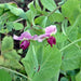 Sugar Magnolia, Sugar Snap Peas, - BoxGardenSeedsLLC -Peas - Seeds