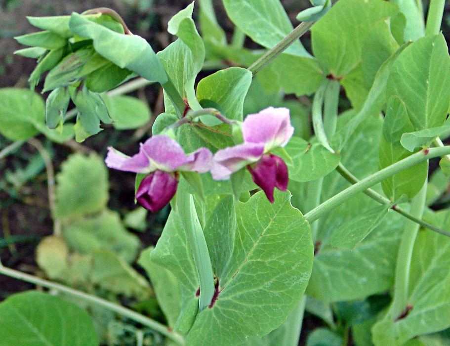 Sugar Magnolia, Sugar Snap Peas, -- BoxGardenSeedsLLC -Peas - Seeds