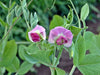 Sugar Magnolia, Sugar Snap Peas, -- BoxGardenSeedsLLC -Peas - Seeds