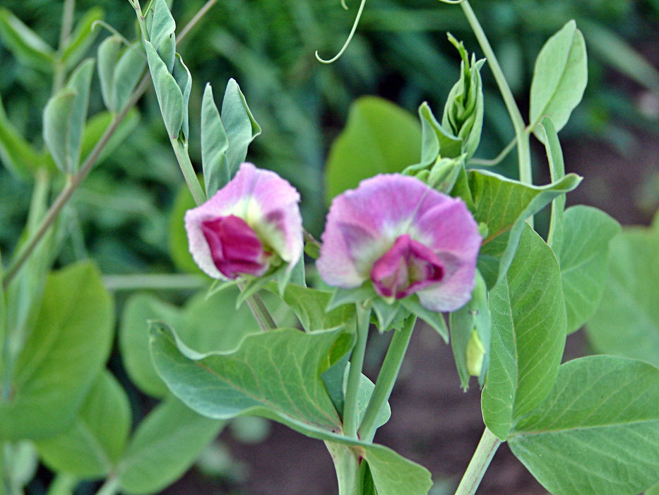 Sugar Magnolia, Sugar Snap Peas, -- BoxGardenSeedsLLC -Peas - Seeds