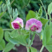 Sugar Magnolia, Sugar Snap Peas, - BoxGardenSeedsLLC -Peas - Seeds