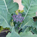 Di Cicco Sprouting, Broccoli, - BoxGardenSeedsLLC -Broccoli,Cauliflower - Seeds