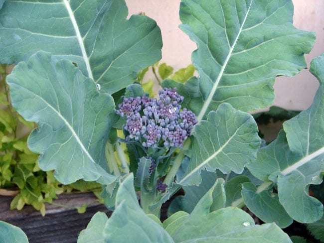 Di Cicco Sprouting, Broccoli, -- BoxGardenSeedsLLC -Broccoli,Cauliflower - Seeds