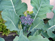 Di Cicco Sprouting, Broccoli - BoxGardenSeedsLLC - Broccoli,Cauliflower - Seeds - USA Seller, Thank you for shopping here today, Naturally Grown GMO Free Seeds, Heirloom Open Pollinated Seeds, Fresh Top Quality Premium Seeds
