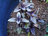 - BoxGardenSeedsLLC - Dark Purple Opal, Basil, - Culinary/Medicinal Herbs - Seeds