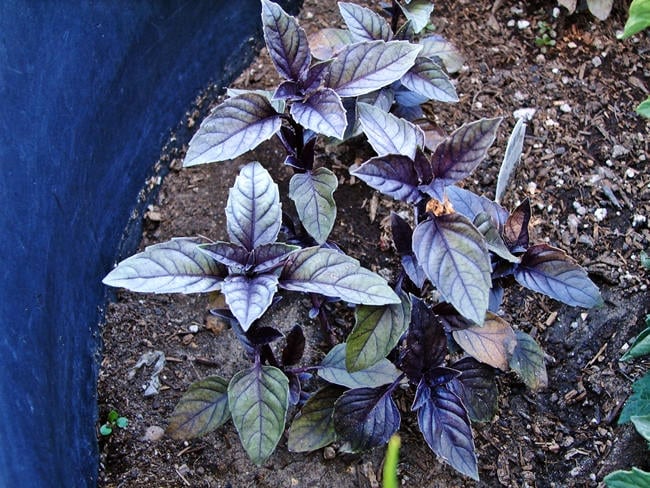 - BoxGardenSeedsLLC - Dark Purple Opal, Basil, - Culinary/Medicinal Herbs - Seeds