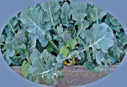 Waltham 29, Broccoli - BoxGardenSeedsLLC - Broccoli,Cauliflower - Seeds - USA Seller, Thank you for shopping here today, Naturally Grown GMO Free Seeds, Heirloom Open Pollinated Seeds, Fresh Top Quality Premium Seeds
