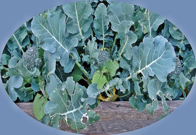 Waltham 29, Broccoli - BoxGardenSeedsLLC - Broccoli,Cauliflower - Seeds - USA Seller, Thank you for shopping here today, Naturally Grown GMO Free Seeds, Heirloom Open Pollinated Seeds, Fresh Top Quality Premium Seeds