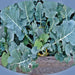 Waltham 29, Broccoli, - BoxGardenSeedsLLC -Broccoli,Cauliflower - Seeds