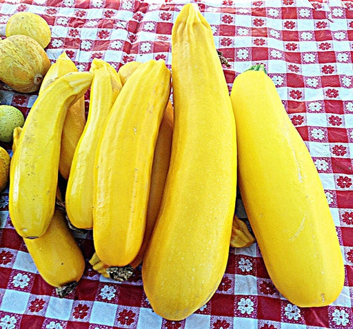 Golden Zucchini Summer Squash 20+ -- BoxGardenSeedsLLC -Squash,Pumpkins - Seeds