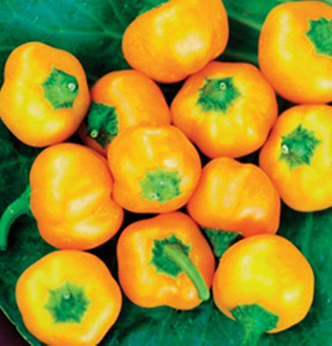 Mini Bell Mix, Sweet Bell Pepper, -- BoxGardenSeedsLLC -Peppers,Eggplants - Seeds