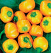 Mini Bell Mix, Sweet Bell Pepper, -- BoxGardenSeedsLLC -Peppers,Eggplants - Seeds