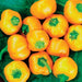 Mini Bell Mix, Sweet Bell Pepper, - BoxGardenSeedsLLC -Peppers,Eggplants - Seeds