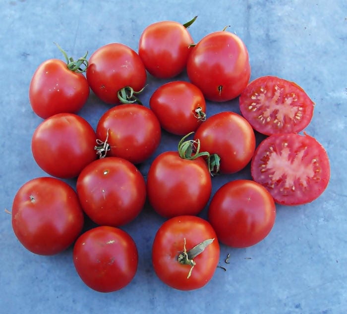 Early Annie, Tomato, - BoxGardenSeedsLLC -Tomatoes,Tomatillos - Seeds