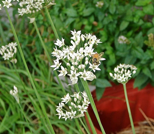 Garlic Chives, Culinary & Medicinal Herbs, - BoxGardenSeedsLLC -Culinary/Medicinal Herbs - Seeds