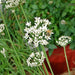 Garlic Chives, Culinary & Medicinal Herbs, - BoxGardenSeedsLLC -Culinary/Medicinal Herbs - Seeds