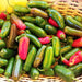 Jalapeno Tam, Hot Pepper, - BoxGardenSeedsLLC -Peppers,Eggplants - Seeds