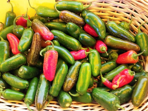 Jalapeno Tam, Hot Pepper, -- BoxGardenSeedsLLC -Peppers,Eggplants - Seeds