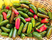 Jalapeno Tam, Hot Pepper - BoxGardenSeedsLLC - Peppers,Eggplants - Seeds - USA Seller, Thank you for shopping here today, Naturally Grown GMO Free Seeds, Heirloom Open Pollinated Seeds, Fresh Top Quality Premium Seeds