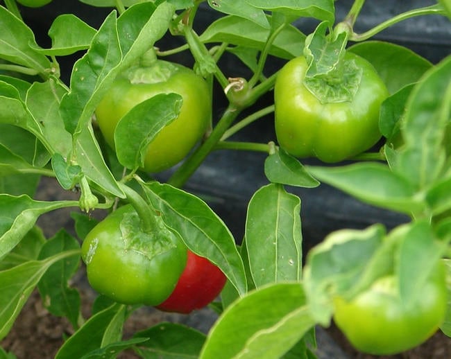 Red Mini Bell, Sweet Bell Pepper, - BoxGardenSeedsLLC -Peppers,Eggplants - Seeds