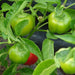 Red Mini Bell, Sweet Bell Pepper, - BoxGardenSeedsLLC -Peppers,Eggplants - Seeds