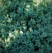 - BoxGardenSeedsLLC - Green Purslane, Purslane - Gourmet/Native Greens - Seeds