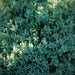 Green Purslane, Purslane - BoxGardenSeedsLLC -Gourmet/Native Greens - Seeds