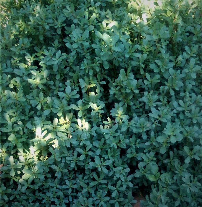 Green Purslane, Purslane Heirloom Seeds - BoxGardenSeedsLLC - Gourmet/Native Greens - Seeds - USA Seller, Thank you for shopping here today, Naturally Grown GMO Free Seeds, Heirloom Open Pollinated Seeds, Fresh Top Quality Premium Seeds