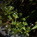 Green Purslane, Purslane - BoxGardenSeedsLLC -Gourmet/Native Greens - Seeds