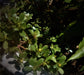 Green Purslane, Purslane -- BoxGardenSeedsLLC -Gourmet/Native Greens - Seeds