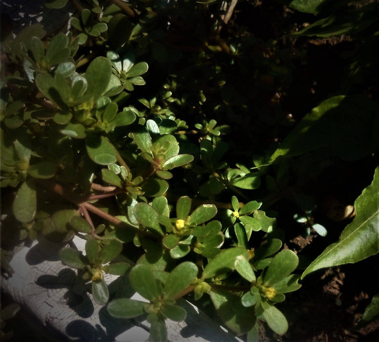 Green Purslane, Purslane - BoxGardenSeedsLLC -Gourmet/Native Greens - Seeds