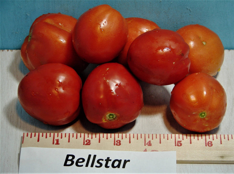 copy Bellstar Paste, Tomato, - BoxGardenSeedsLLC -Tomatoes,Tomatillos - Seeds
