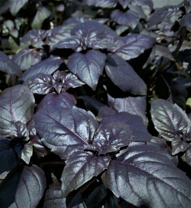 Dark Purple Opal Basil, Culinary & Medicinal Herbs, -- BoxGardenSeedsLLC -Culinary/Medicinal Herbs - Seeds