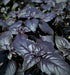 Dark Purple Opal Basil, Culinary & Medicinal Herbs, -- BoxGardenSeedsLLC -Culinary/Medicinal Herbs - Seeds