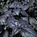 Red Rubin, Basil, - BoxGardenSeedsLLC -Culinary/Medicinal Herbs - Seeds