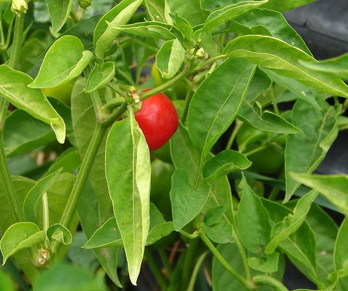 Red Mini Bell, Sweet Bell Pepper, - BoxGardenSeedsLLC -Peppers,Eggplants - Seeds