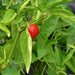 Red Mini Bell, Sweet Bell Pepper, - BoxGardenSeedsLLC -Peppers,Eggplants - Seeds