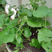 Chiko, Burdock (Gobo), - BoxGardenSeedsLLC -Culinary/Medicinal Herbs - Seeds