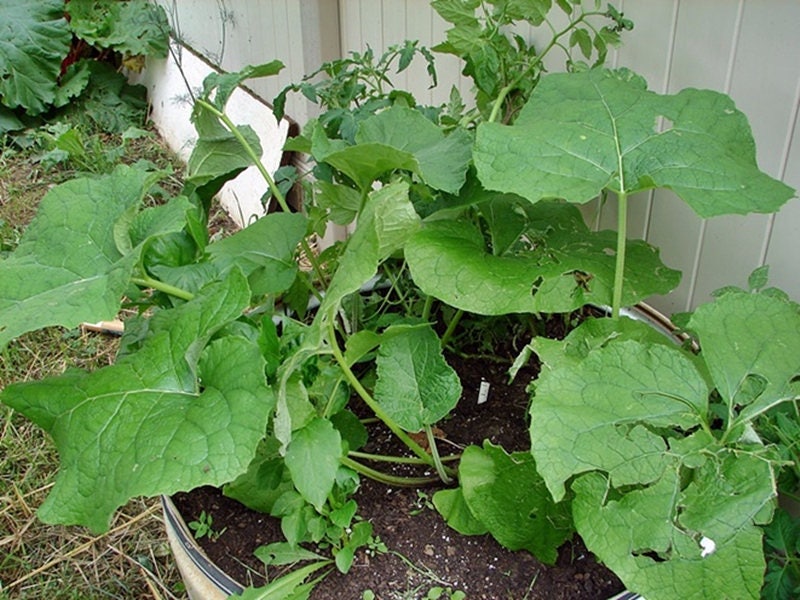 Takinogawa Long, Burdock (Gobo), - BoxGardenSeedsLLC -Culinary/Medicinal Herbs - Seeds