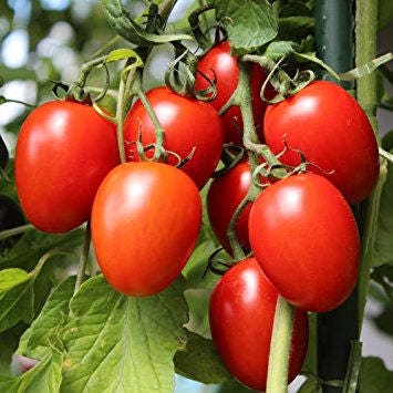 - BoxGardenSeedsLLC - Rio Fuego, Tomato, - Tomatoes,Tomatillos - Seeds