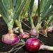 Ruby Red, Onion, - BoxGardenSeedsLLC -Onions,Leeks - Seeds