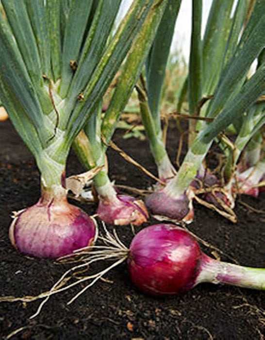 Ruby Red, Onion, - BoxGardenSeedsLLC -Onions,Leeks - Seeds