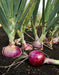 Red Burgundy, Onion, -- BoxGardenSeedsLLC -Onions,Leeks - Seeds