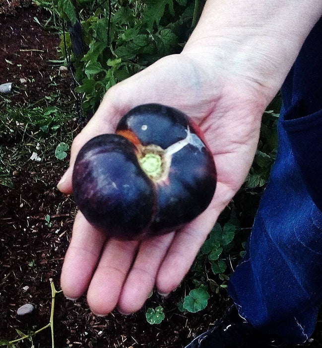 Black Beauty, Tomato, -- BoxGardenSeedsLLC -Tomatoes,Tomatillos - Seeds