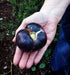 Black Beauty, Tomato, -- BoxGardenSeedsLLC -Tomatoes,Tomatillos - Seeds