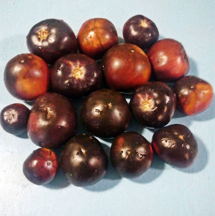 - BoxGardenSeedsLLC - Black Beauty, Tomato, - Tomatoes,Tomatillos - Seeds