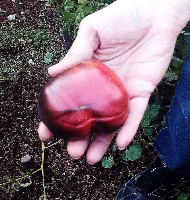 Black Beauty, Tomato, -- BoxGardenSeedsLLC -Tomatoes,Tomatillos - Seeds