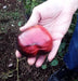 Black Beauty, Tomato, -- BoxGardenSeedsLLC -Tomatoes,Tomatillos - Seeds