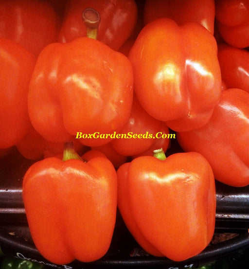 Orange, Bell Pepper, - BoxGardenSeedsLLC -Peppers,Eggplants - Seeds